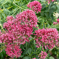 Jupiter's Beard Blumensamen zur Aussaat pflegeleicht Traditionssorte & ohne Gentechnik Samen Hausgarten