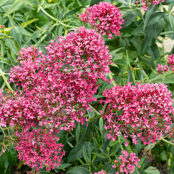 Rot Jupiter's Beard Blumensamen – mehrjährig Aussaat leuchtend Blüten