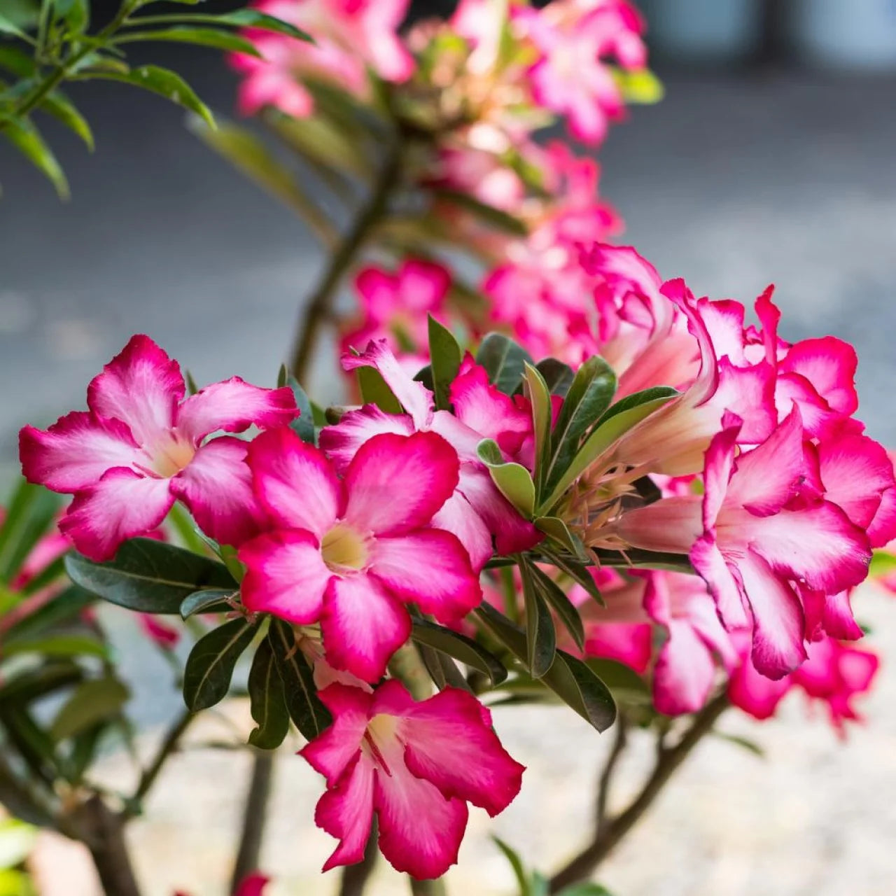 Wüstenrose Blumensamen zur Aussaat – Halbschatten verträglich – Traditionssorte & ohne Gentechnik Samen Hausgarten