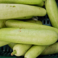 Weiß Cucumber Gemüse Samen zum Pflanzen