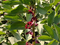 Dicke Bohnen Red Epicure Samen