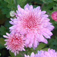 Rosa Chrysantheme Blumensamen zur Aussaat Schnitt Blume beliebt Traditionssorte & ohne Gentechnik Samen Hausgarten