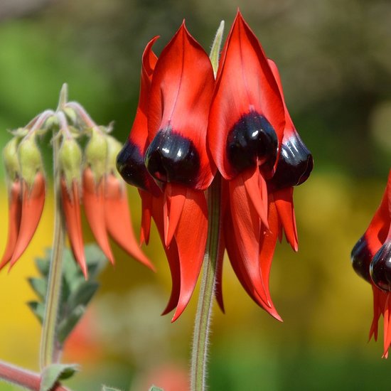 Swainsona Blumensamen zur Aussaat duftend Blüten Traditionssorte & ohne Gentechnik Samen Hausgarten