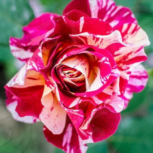 Rot und Weiß Rose Blumensamen zur Aussaat duftend Blüten Traditionssorte & ohne Gentechnik Samen Hausgarten