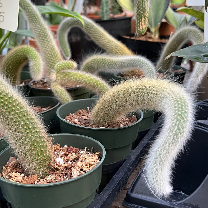 Monkey Tail Cactus Blumensamen zur Aussaat einzigartig Cacti für Ihren Garten