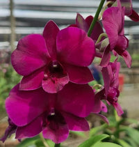 Violett Hydroponic Orchidee Samen einfache Aussaat
