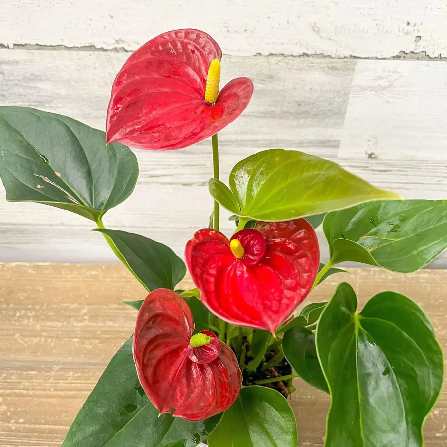 Flamingoblume Blumensamen zur Aussaat – duftend Blüten – Traditionssorte & ohne Gentechnik Samen Hausgarten