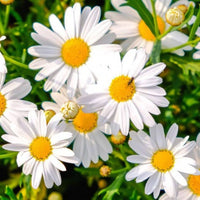 Weiß mehrjährige Blumensamen einfache Aussaat