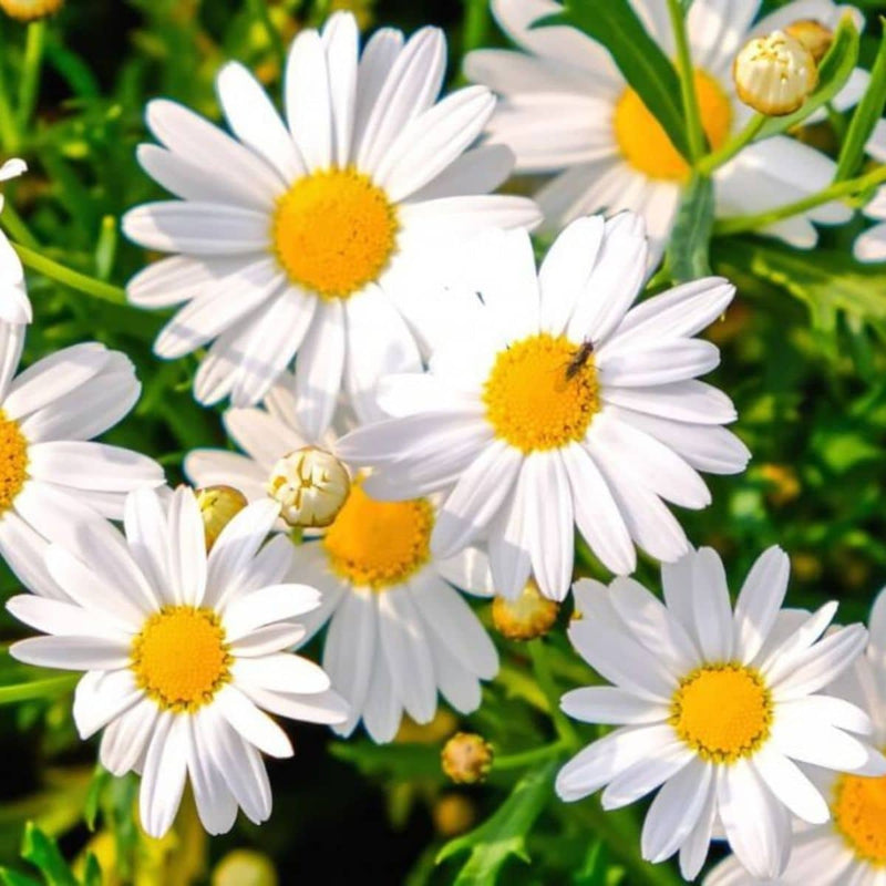 Semi di fiori bianchi perenni, facili da seminare