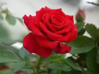 Fragrant rot rose blume samen for anpflanzung - vibrant colors, heirloom & gmo free samen for home garten
 
 sale samen for home garten