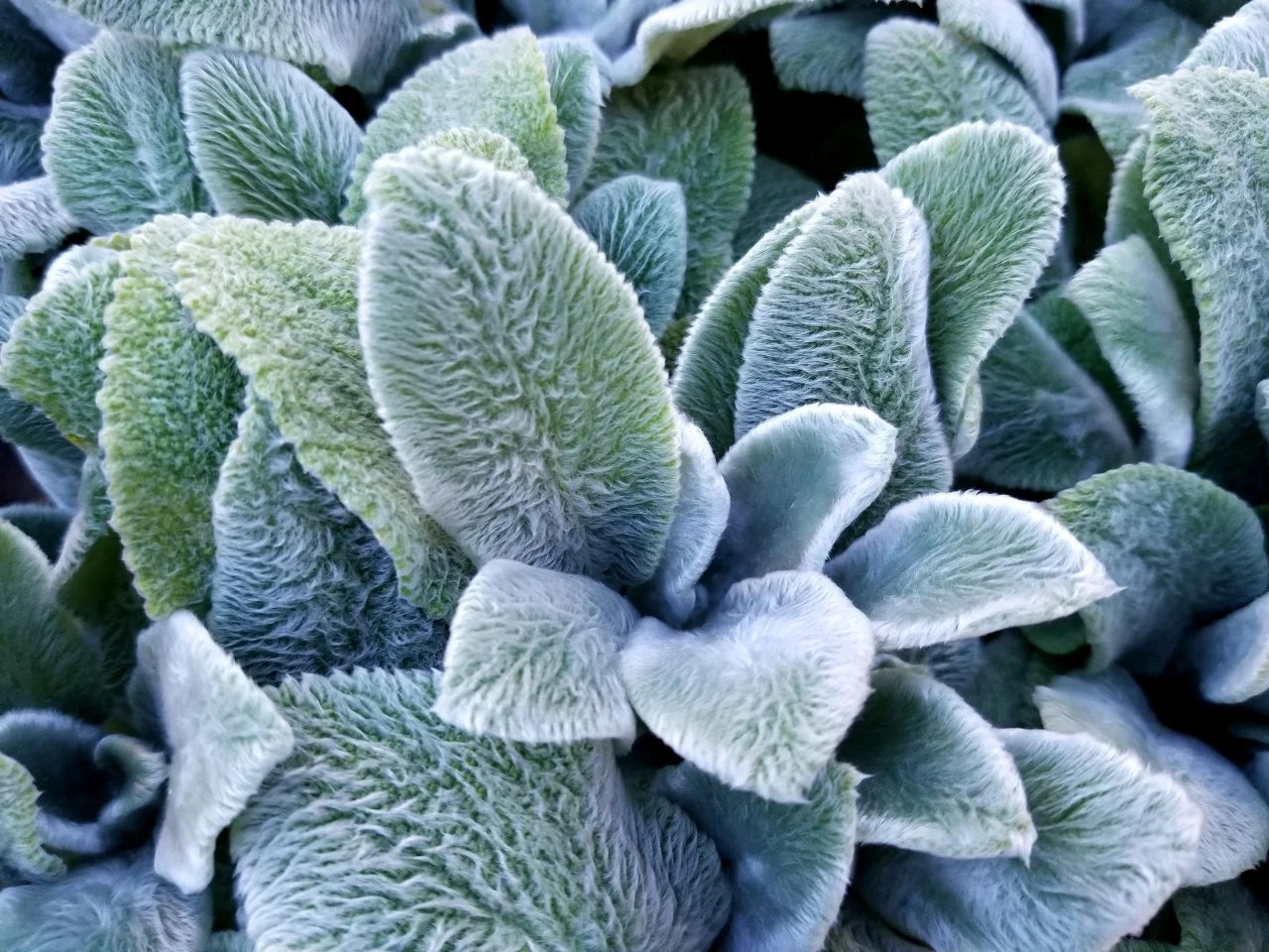 Grün Lambs Ear Blumensamen zur Aussaat – Halbschatten verträglich – Traditionssorte & ohne Gentechnik Samen Hausgarten