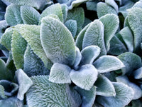 Grün Lambs Ear Blumensamen zur Aussaat – Halbschatten verträglich – Traditionssorte & ohne Gentechnik Samen Hausgarten