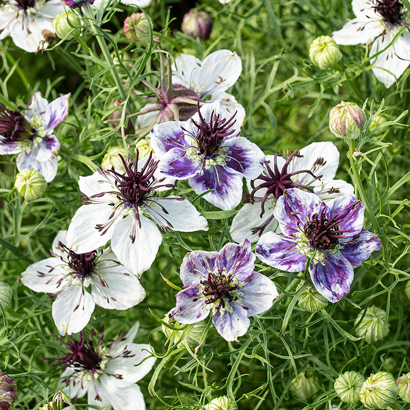Nigella love in the mist delft blau samen for stunning blooms