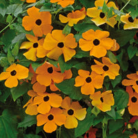 Orange Waldrebe Blumensamen zur Aussaat farbenfroh Schau Traditionssorte & ohne Gentechnik Samen Hausgarten