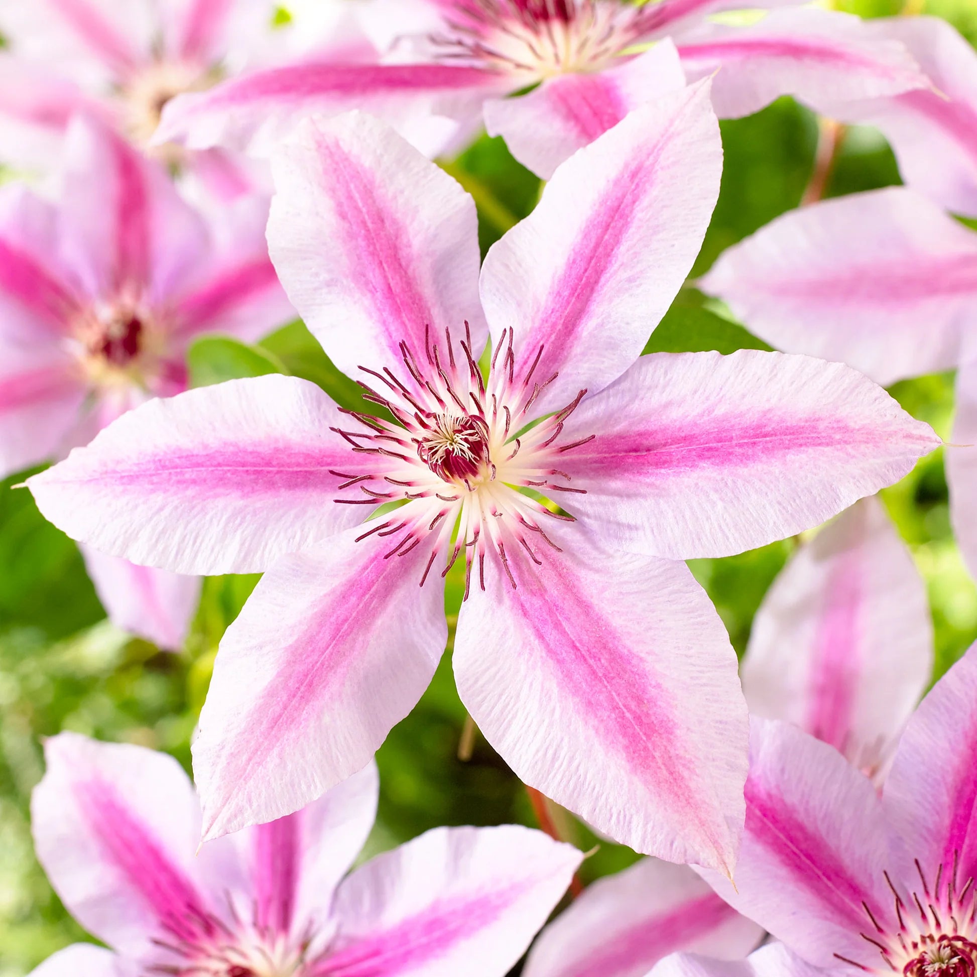 Rosa Waldrebe Hybrid Blumensamen zur Aussaat – leuchtend Blüten – Traditionssorte & ohne Gentechnik Samen Hausgarten