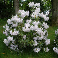 Rhododendron Blumensamen zur Aussaat – farbenfroh Schau – Traditionssorte & ohne Gentechnik Samen Hausgarten