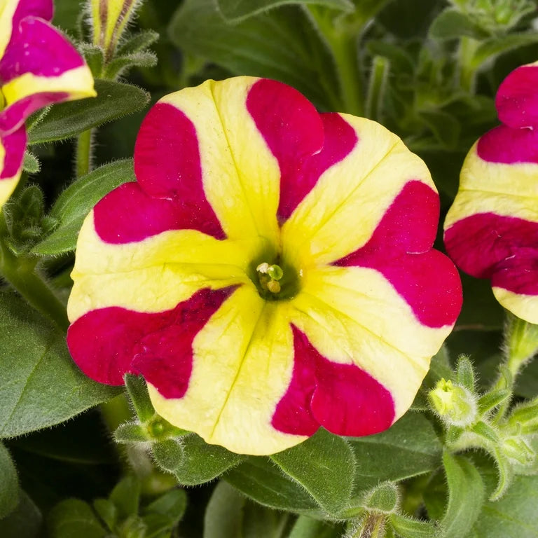 Transform your garten with rot and gelb petunia blume samen for vibrant anpflanzung displays