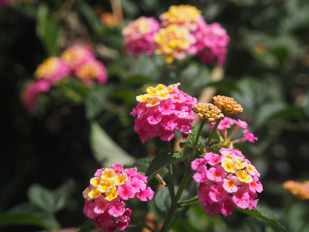 Wandelröschen Camara Blumensamen zur Aussaat robust Sorte Traditionssorte & ohne Gentechnik Samen Hausgarten