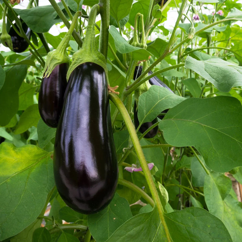 Semi di melanzana nera da piantare | Coltiva deliziose melanzane in casa