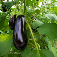Eggplant Samen zum Pflanzen Solanum Melongena vegetable patch home garden