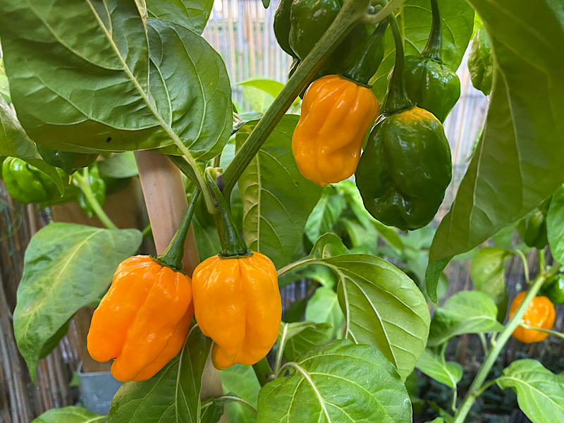 MOA Gelb Scotch Bonnet Pepper Samen zum Pflanzen