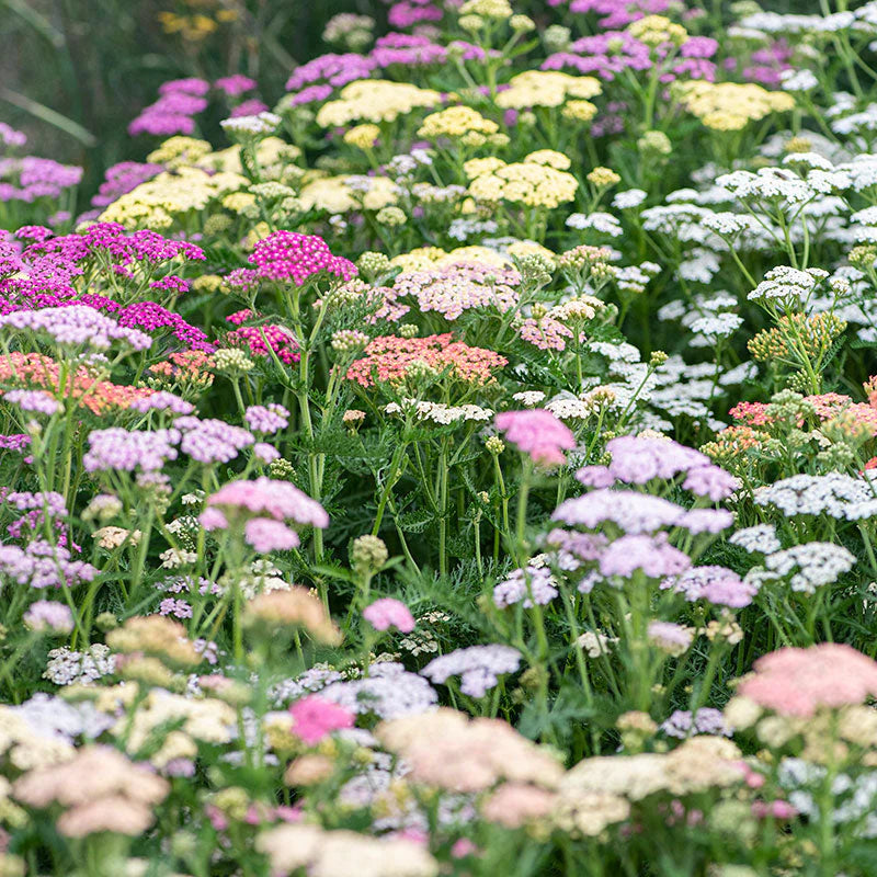 Gemischt Achillea Millefolium Blumensamen zur Aussaat – leuchtend – Traditionssorte & ohne Gentechnik Samen Hausgarten