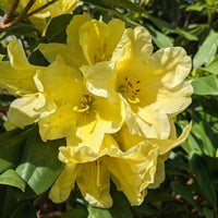 Gelb Rhododendron Blumensamen zur Aussaat lang Blüte Saison Traditionssorte & ohne Gentechnik Samen Hausgarten