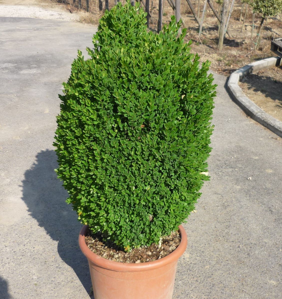 Buxus Sempervirens Blumensamen zur Aussaat – leuchtend – Traditionssorte & ohne Gentechnik Samen Hausgarten