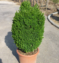 Buxus Sempervirens Blumensamen zur Aussaat – leuchtend – Traditionssorte & ohne Gentechnik Samen Hausgarten