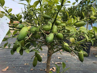 Citrus australasica Samen für einfaches Anpflanzen