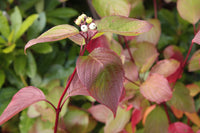 Rote Cornus-alba- Pflanzen Samen für einfaches Anpflanzen