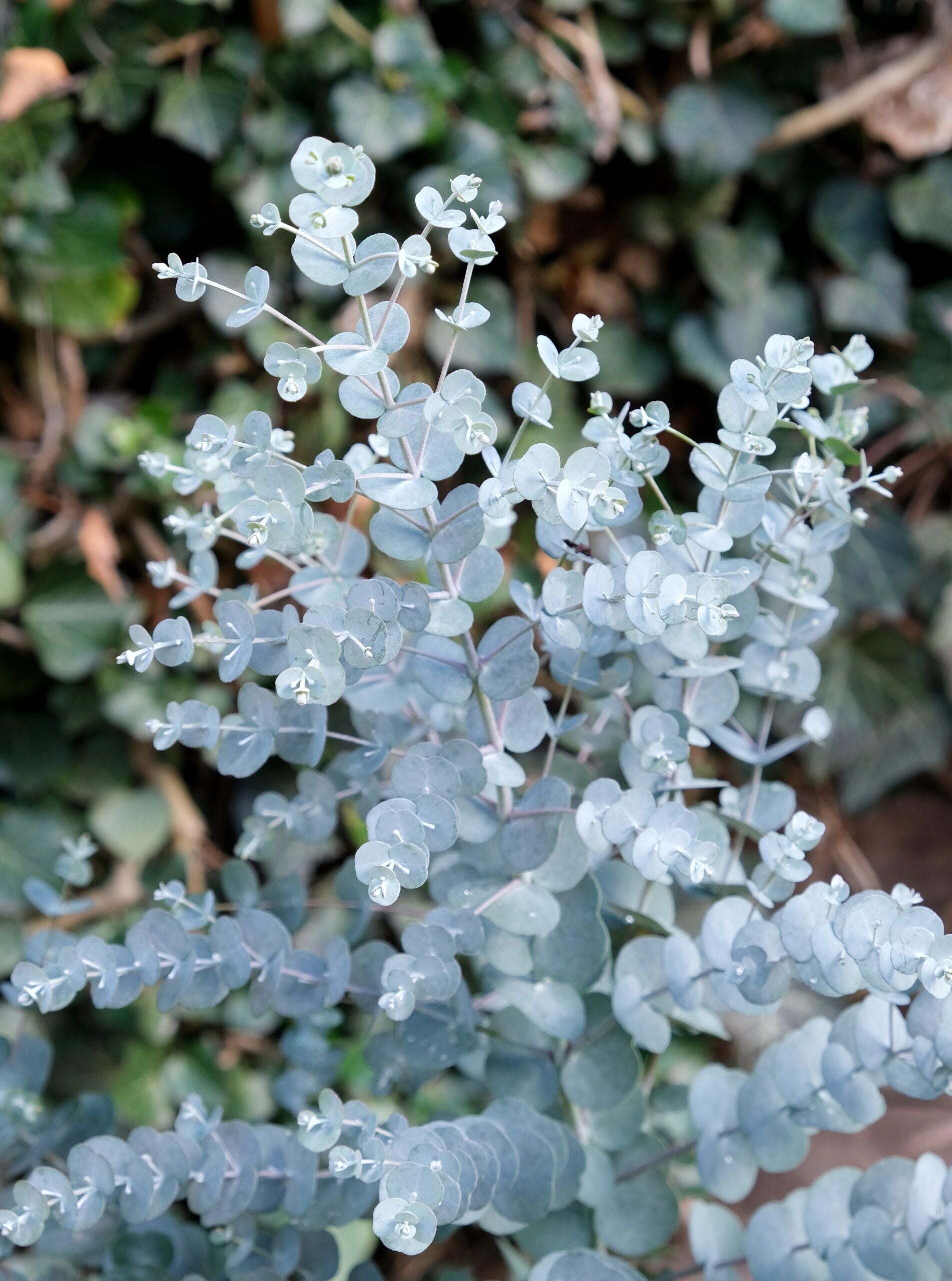 Eucalyptus gunnii Samen für einfaches Anpflanzen