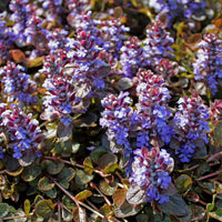 Ajuga Reptans Blumensamen zur Aussaat hochwertige Qualitäts- Traditionssorte & ohne Gentechnik Samen Hausgarten