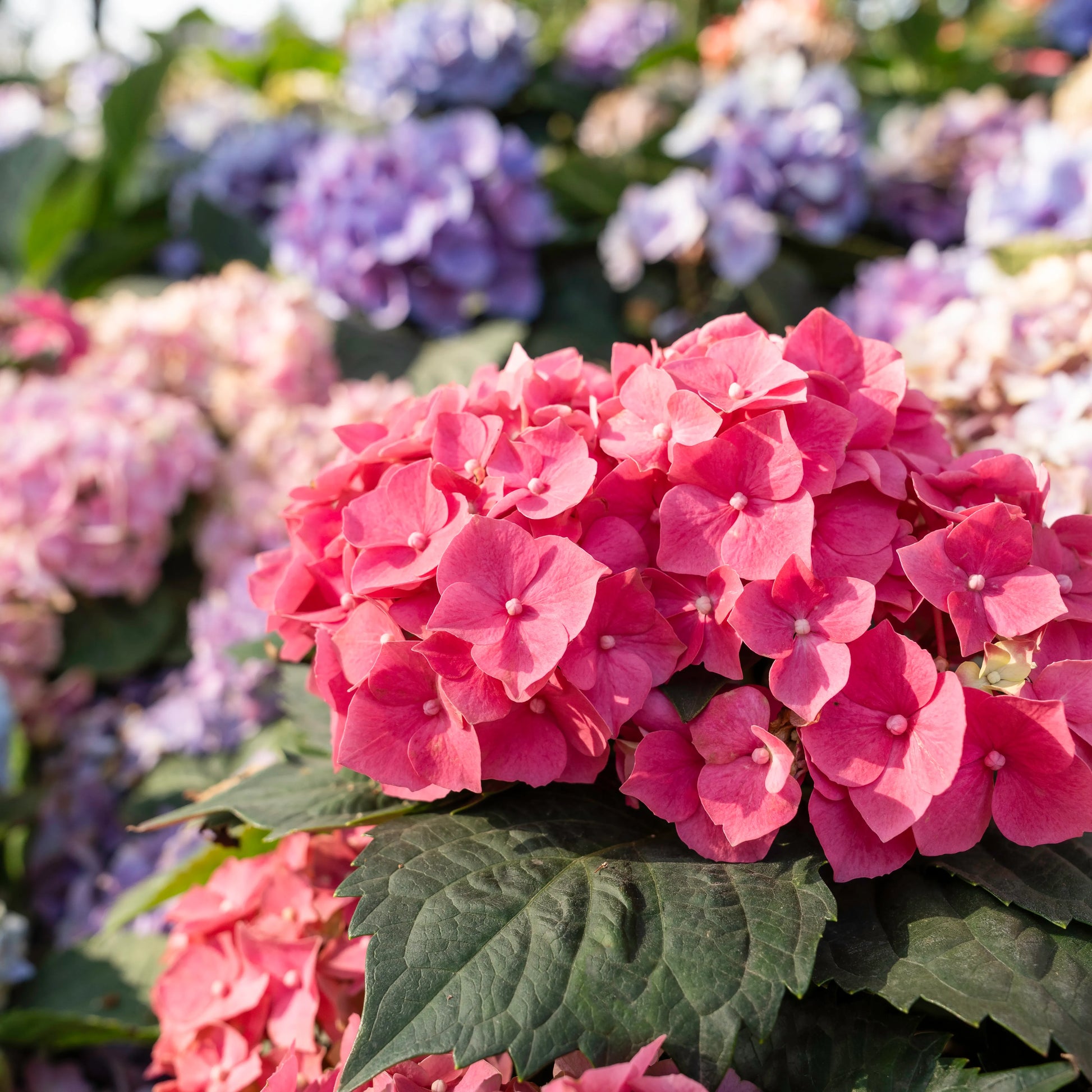 Hortensie Samen & Aussaat Leitfaden Grün Thumb Enthusiasts