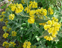 Gelb Jerusalem Sage Blumensamen zur Aussaat – Anzucht – Traditionssorte & ohne Gentechnik Samen Hausgarten