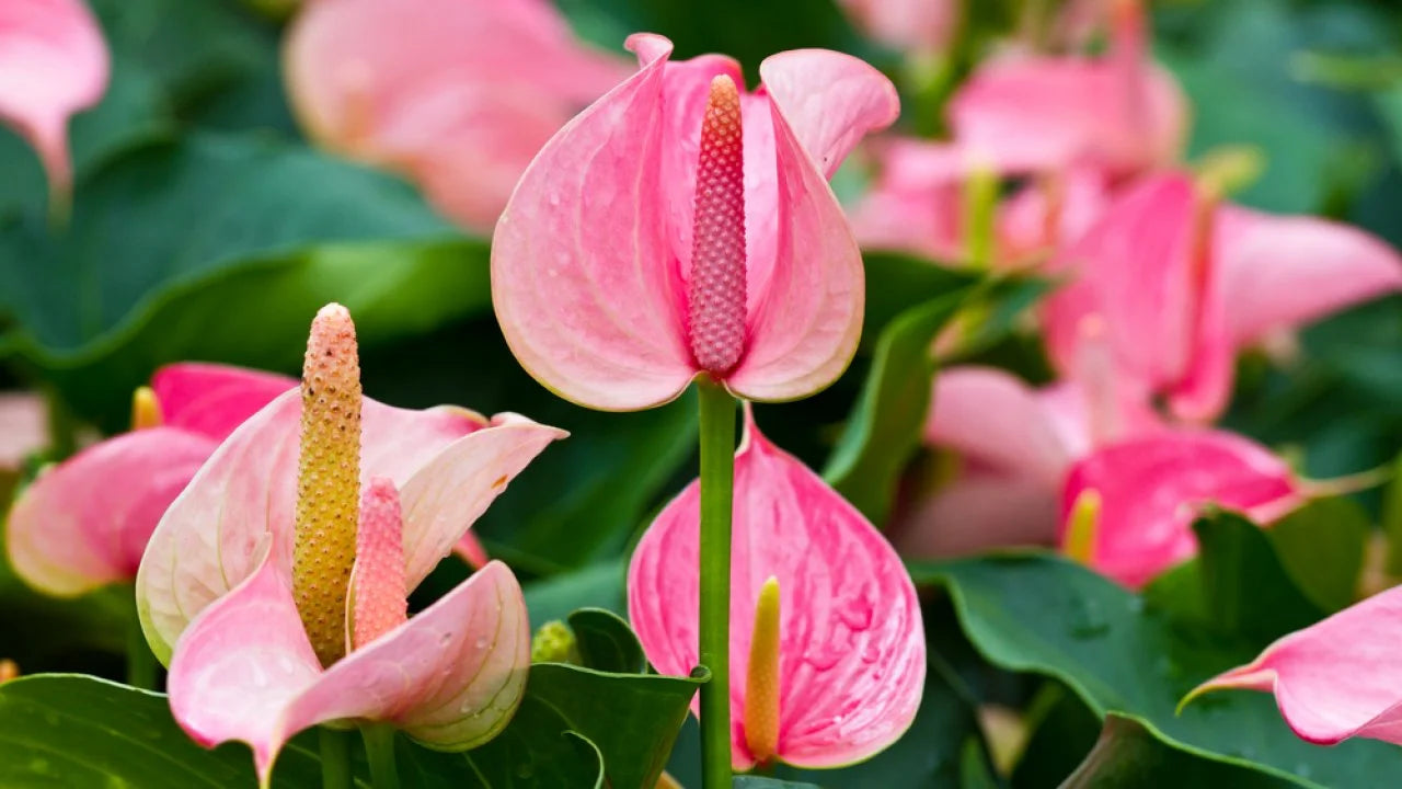 klein Rosa Flamingoblume Blumensamen zur Aussaat Landhaus Garten wichtig Traditionssorte & ohne Gentechnik Samen Hausgarten