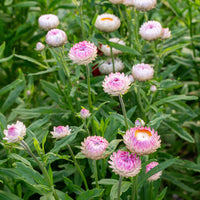 Straw Blumensamen zur Aussaat leuchtend Blüten Traditionssorte & ohne Gentechnik Samen Hausgarten
