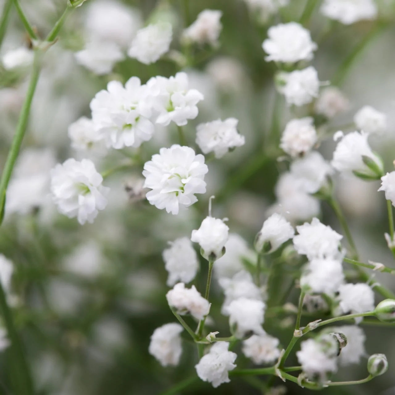 klein's-Breath Blumensamen zur Aussaat – leuchtend Blüten – Traditionssorte & ohne Gentechnik Samen Hausgarten