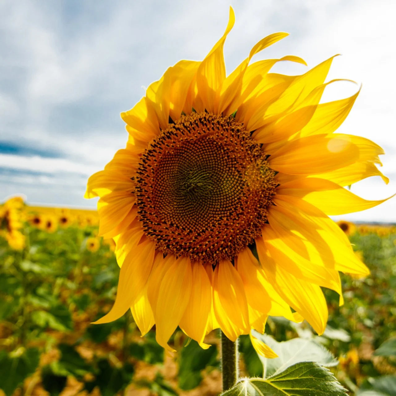 Sonnenblume Samen zur Aussaat Anzucht Traditionssorte & ohne Gentechnik Samen Hausgarten