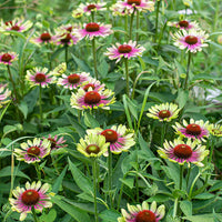 Grün ConeFlower Samen zur Aussaat – ideal Rabatten – Traditionssorte & ohne Gentechnik Samen Hausgarten