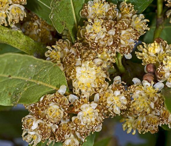 Laurus nobilis blume samen for anpflanzung - sun loving, heirloom & gmo free samen for home garten
 
 sale samen for home garten