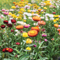 Gemischt Straw Blumensamen zur Aussaat – Bestäuber freundlich – Traditionssorte & ohne Gentechnik Samen Hausgarten