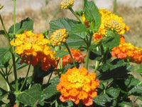 Gemischt Wandelröschen Blumensamen zur Aussaat saisonal Dauerblüher Traditionssorte & ohne Gentechnik Samen Hausgarten