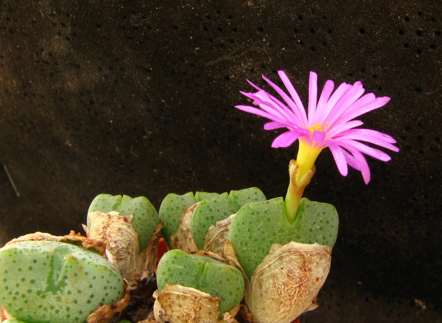 Grün Conophytum Ernianum Blumensamen zur Aussaat leuchtend Traditionssorte & ohne Gentechnik Samen Hausgarten