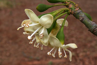 Ceiba Pentandra Blumensamen einfache Aussaat tropisch Gelb Blüten