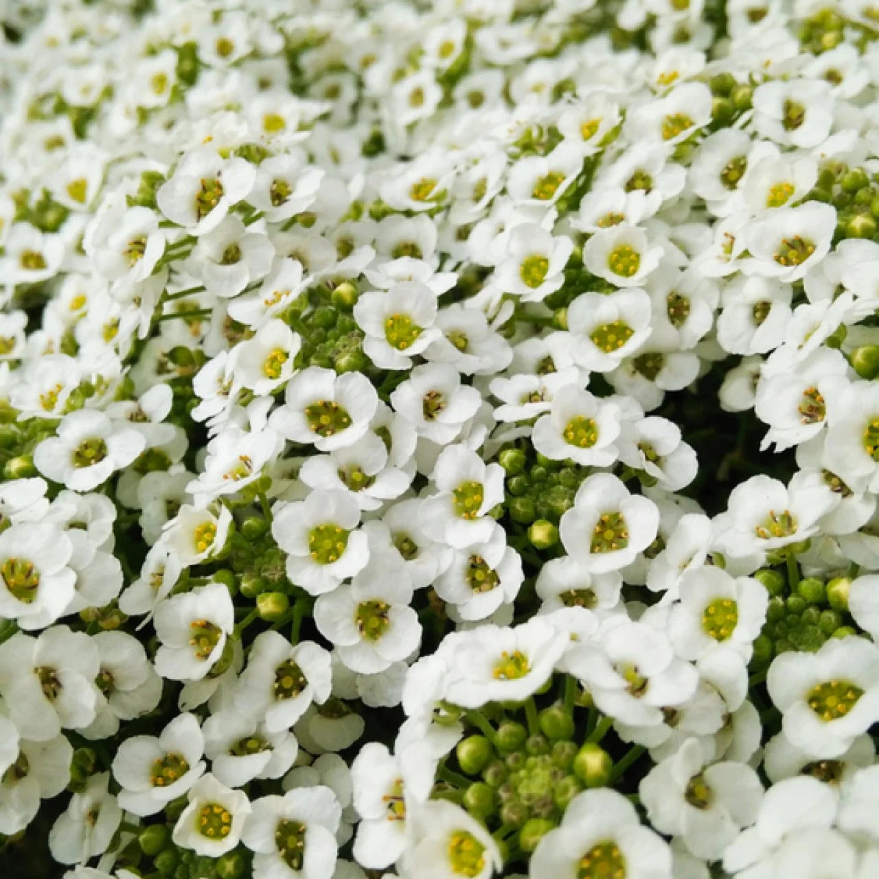Alyssum Aphrodite Samen Gardening