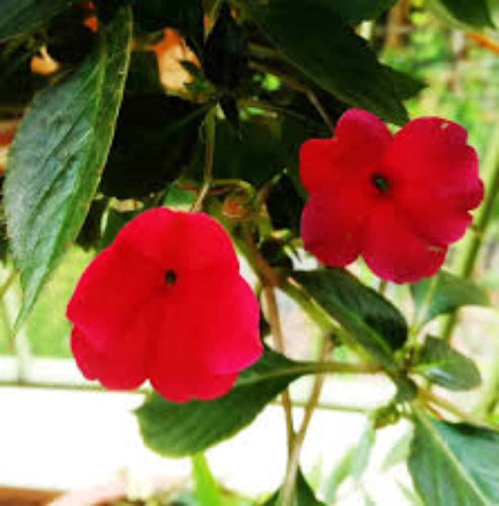 Walleriana blume samen - premium hardy blooms for vibrant gardens
