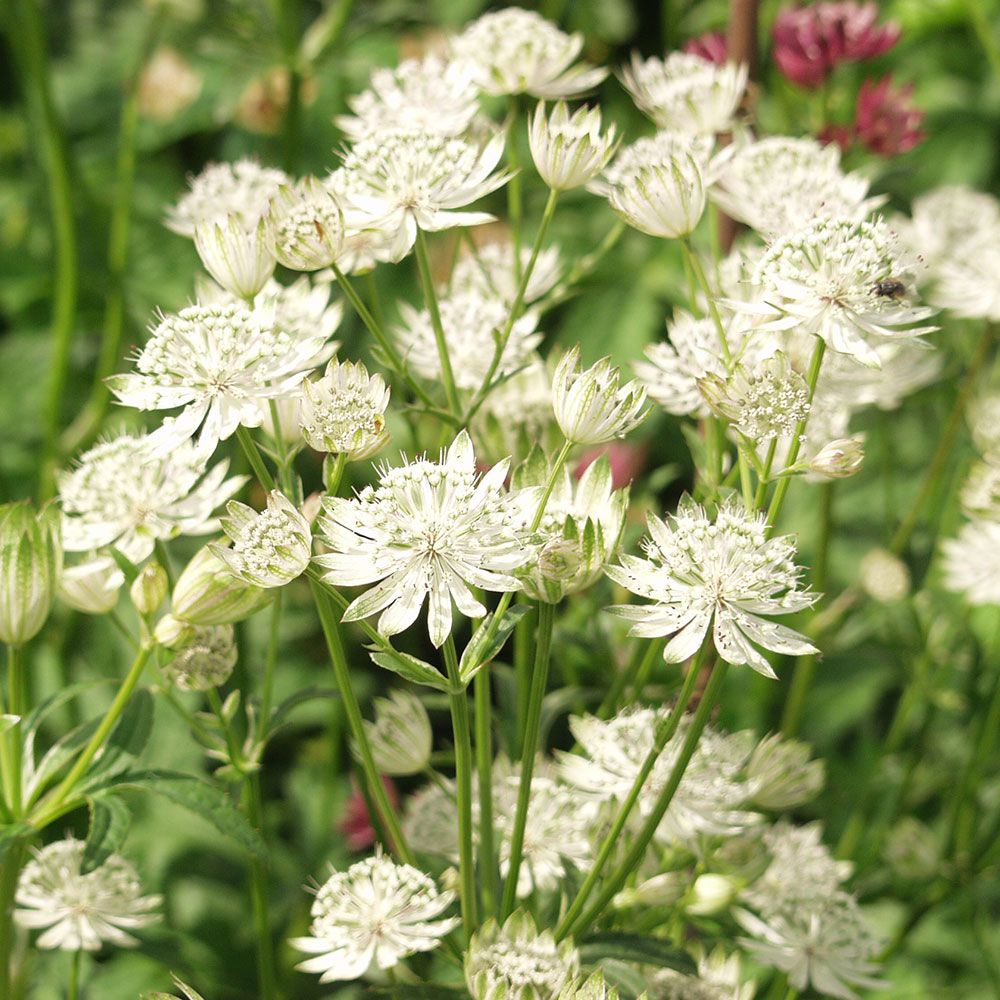 Weiß Astrantia Blumensamen zur Aussaat – sonnenliebend – Traditionssorte & ohne Gentechnik Samen Hausgarten