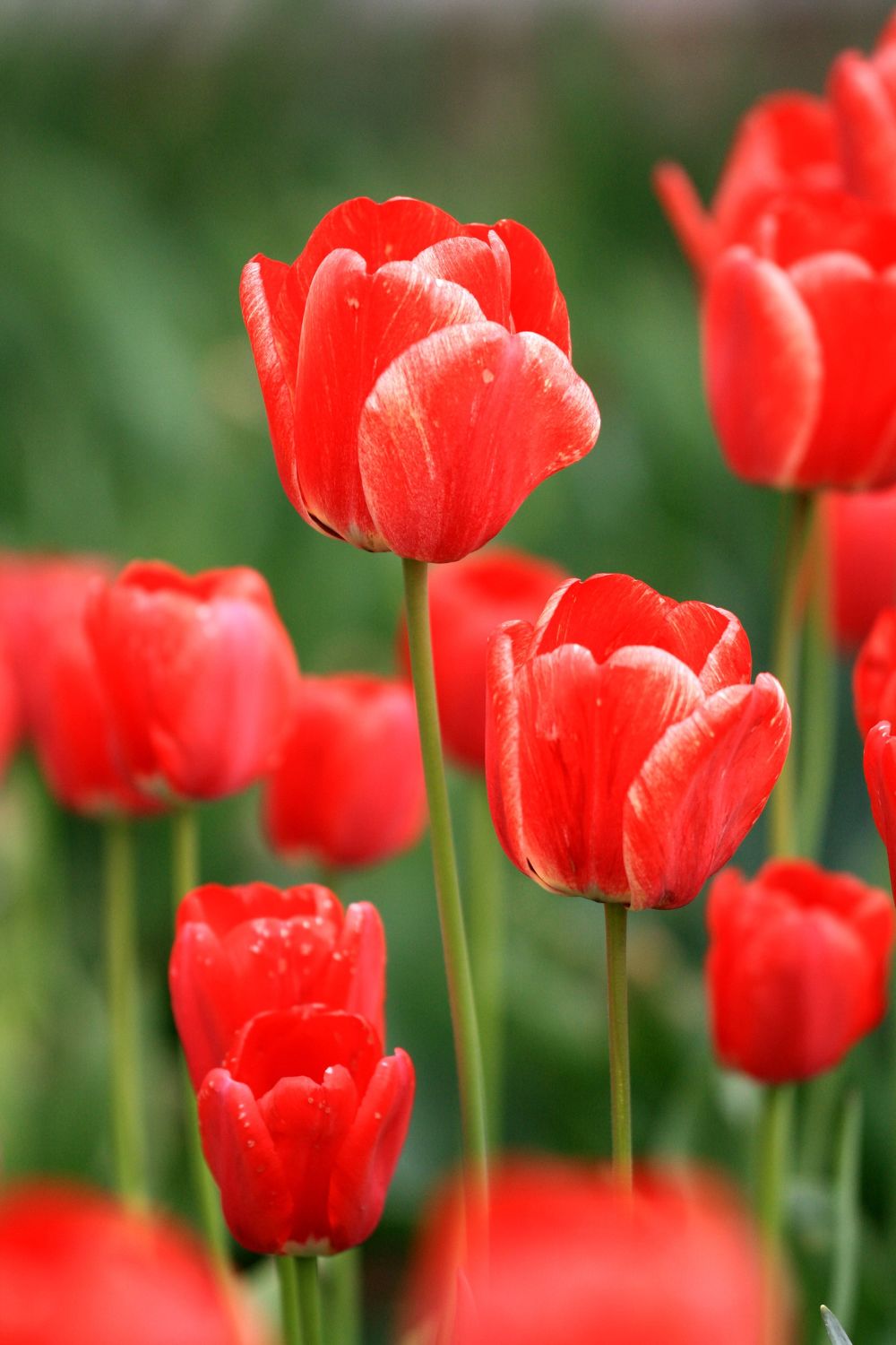 tief Rot Tulpe Blumensamen zur Aussaat lang Blüte Saison Traditionssorte & ohne Gentechnik Samen Hausgarten