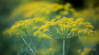 kaufen yellow dill mammoth pflanzung samen Stück, 100 Stück
